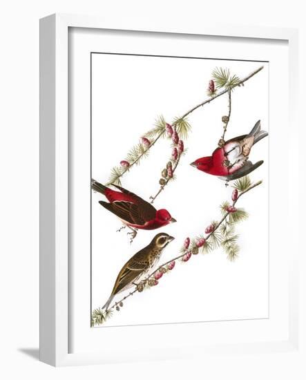 Audubon: Finch, 1827-38-John James Audubon-Framed Giclee Print