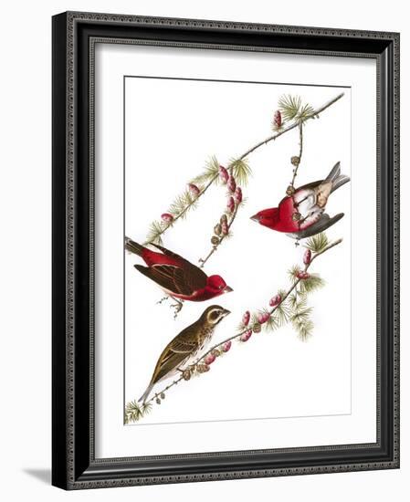 Audubon: Finch, 1827-38-John James Audubon-Framed Giclee Print