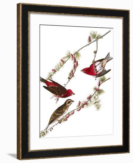 Audubon: Finch, 1827-38-John James Audubon-Framed Giclee Print