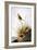 Audubon: Finch-John James Audubon-Framed Giclee Print