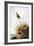 Audubon: Finch-John James Audubon-Framed Giclee Print