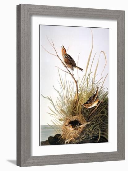 Audubon: Finch-John James Audubon-Framed Giclee Print