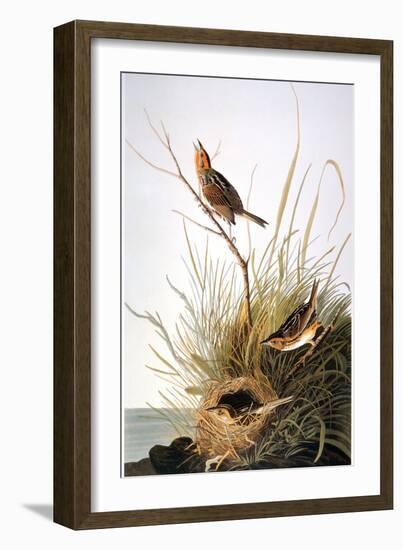 Audubon: Finch-John James Audubon-Framed Giclee Print