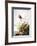 Audubon: Finch-John James Audubon-Framed Giclee Print