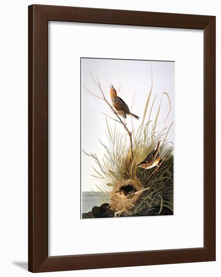 Audubon: Finch-John James Audubon-Framed Giclee Print