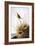 Audubon: Finch-John James Audubon-Framed Giclee Print