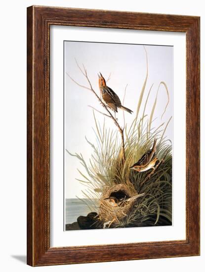 Audubon: Finch-John James Audubon-Framed Giclee Print