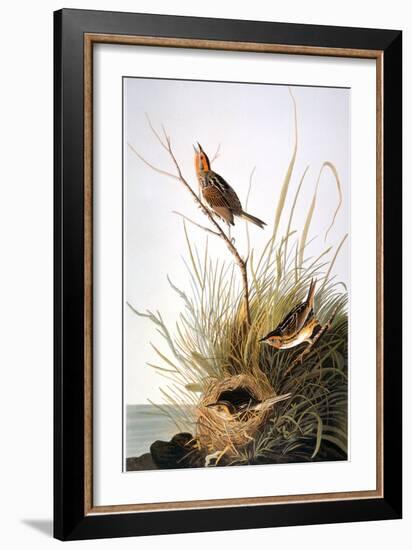 Audubon: Finch-John James Audubon-Framed Giclee Print