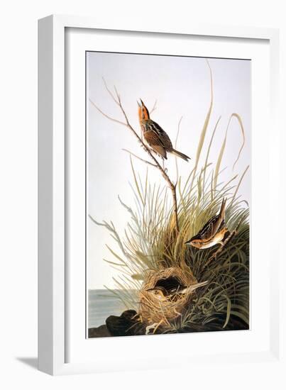 Audubon: Finch-John James Audubon-Framed Giclee Print