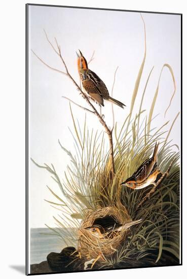 Audubon: Finch-John James Audubon-Mounted Giclee Print