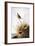 Audubon: Finch-John James Audubon-Framed Giclee Print