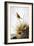 Audubon: Finch-John James Audubon-Framed Giclee Print