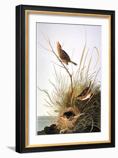 Audubon: Finch-John James Audubon-Framed Giclee Print