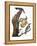 Audubon: Flicker-John James Audubon-Framed Premier Image Canvas