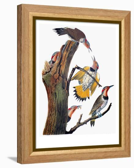 Audubon: Flicker-John James Audubon-Framed Premier Image Canvas