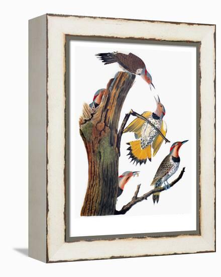 Audubon: Flicker-John James Audubon-Framed Premier Image Canvas