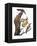 Audubon: Flicker-John James Audubon-Framed Premier Image Canvas