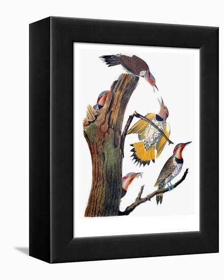 Audubon: Flicker-John James Audubon-Framed Premier Image Canvas