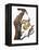 Audubon: Flicker-John James Audubon-Framed Premier Image Canvas