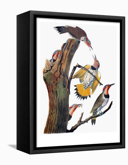 Audubon: Flicker-John James Audubon-Framed Premier Image Canvas