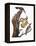 Audubon: Flicker-John James Audubon-Framed Premier Image Canvas