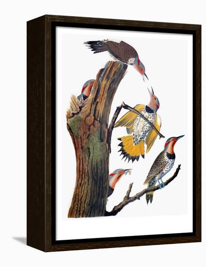 Audubon: Flicker-John James Audubon-Framed Premier Image Canvas