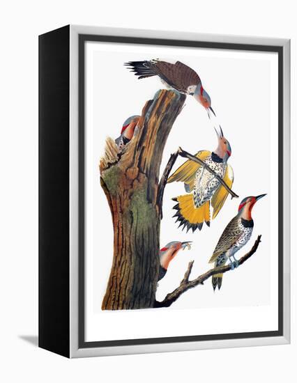 Audubon: Flicker-John James Audubon-Framed Premier Image Canvas