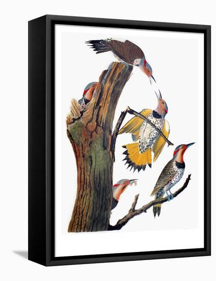 Audubon: Flicker-John James Audubon-Framed Premier Image Canvas