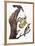 Audubon: Flicker-John James Audubon-Framed Premier Image Canvas