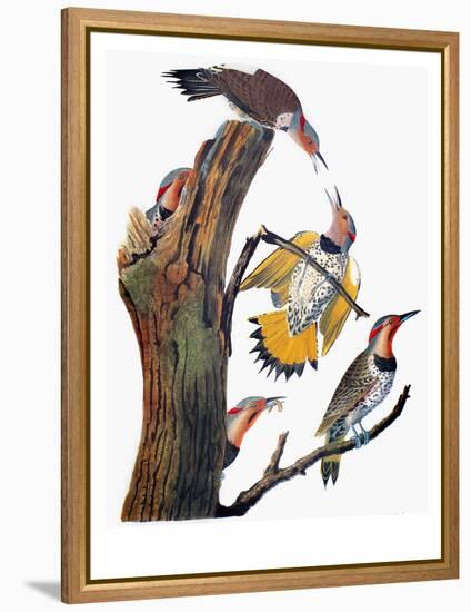 Audubon: Flicker-John James Audubon-Framed Premier Image Canvas