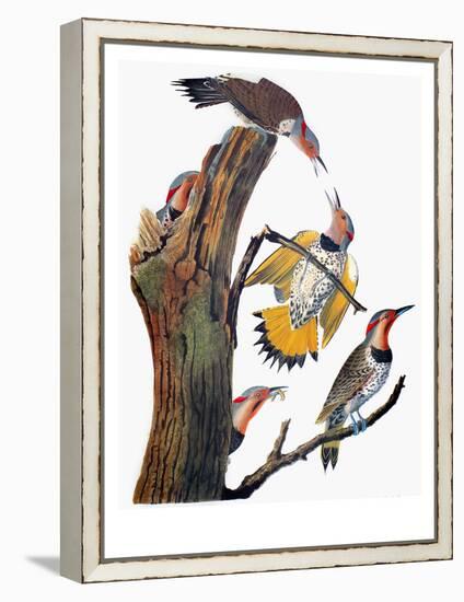 Audubon: Flicker-John James Audubon-Framed Premier Image Canvas