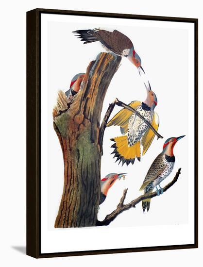 Audubon: Flicker-John James Audubon-Framed Premier Image Canvas