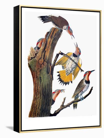 Audubon: Flicker-John James Audubon-Framed Premier Image Canvas