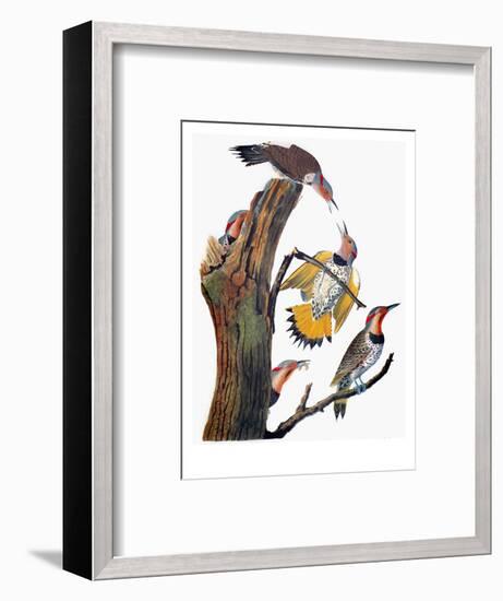 Audubon: Flicker-John James Audubon-Framed Premium Giclee Print