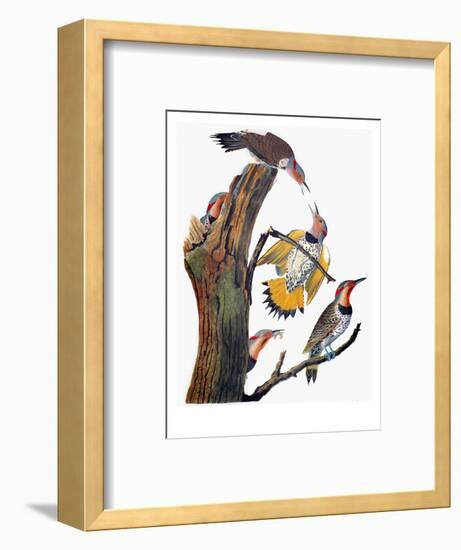 Audubon: Flicker-John James Audubon-Framed Premium Giclee Print