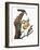 Audubon: Flicker-John James Audubon-Framed Giclee Print