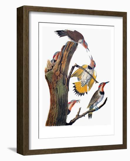 Audubon: Flicker-John James Audubon-Framed Giclee Print