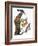 Audubon: Flicker-John James Audubon-Framed Giclee Print