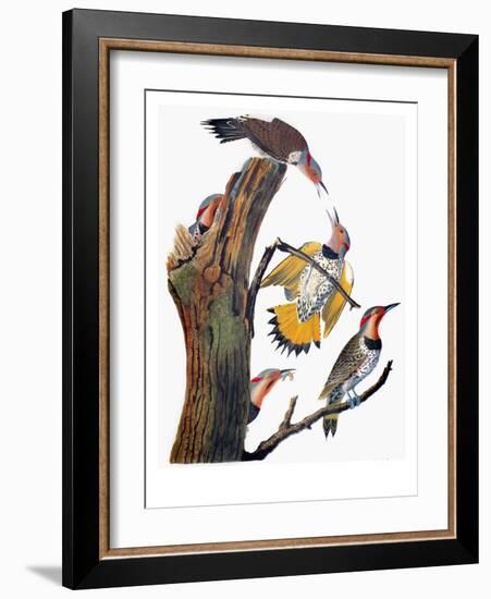 Audubon: Flicker-John James Audubon-Framed Giclee Print