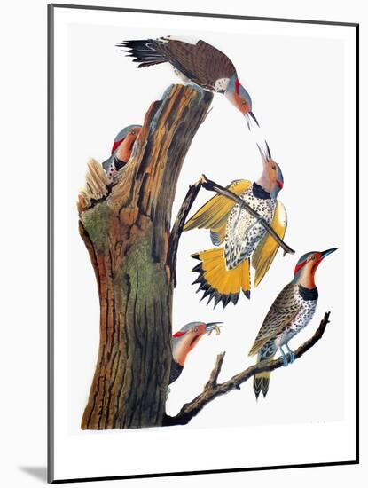 Audubon: Flicker-John James Audubon-Mounted Giclee Print