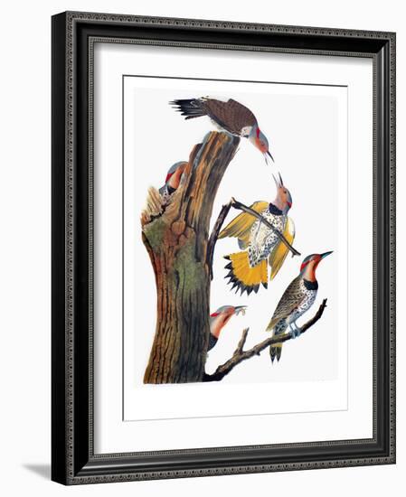 Audubon: Flicker-John James Audubon-Framed Giclee Print