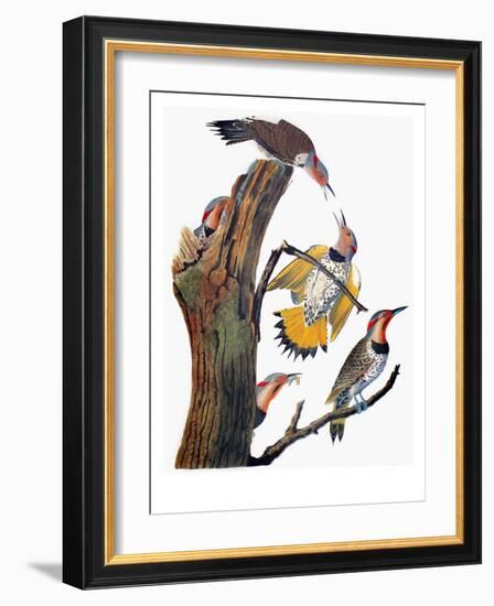 Audubon: Flicker-John James Audubon-Framed Giclee Print