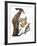 Audubon: Flicker-John James Audubon-Framed Giclee Print