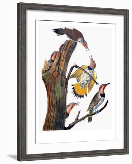 Audubon: Flicker-John James Audubon-Framed Giclee Print