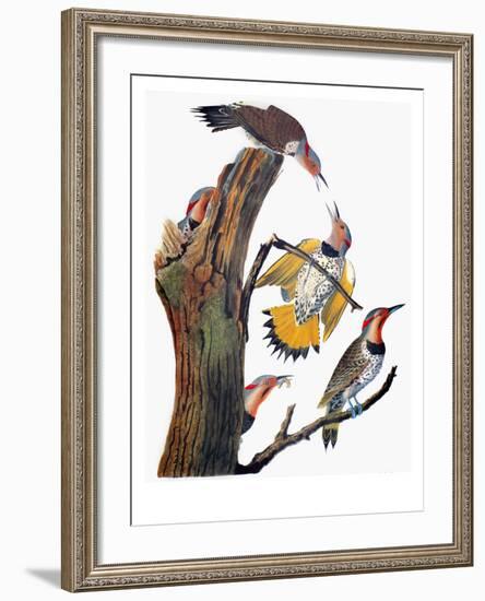 Audubon: Flicker-John James Audubon-Framed Giclee Print