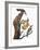 Audubon: Flicker-John James Audubon-Framed Giclee Print