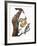 Audubon: Flicker-John James Audubon-Framed Giclee Print