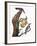 Audubon: Flicker-John James Audubon-Framed Giclee Print