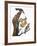 Audubon: Flicker-John James Audubon-Framed Giclee Print