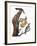 Audubon: Flicker-John James Audubon-Framed Giclee Print